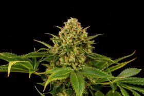 Kannabia Seed Company Monkey Grease - 3 feminisierte Samen