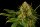 Kannabia Seed Company Monkey Grease - 3 feminisierte Samen