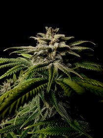 Kannabia Seed Company Pineapple Dream - 3 feminisierte Samen