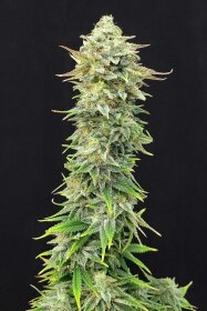 Kannabia Seed Company Pineapple Dream - 3 feminisierte Samen