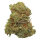 Kannabia Seed Company Pineapple Dream - 3 feminisierte Samen