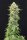 Kannabia Seed Company Pineapple Dream - 3 feminisierte Samen