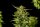 Kannabia Seed Company Pineapple Dream - 3 feminisierte Samen