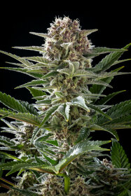 Kannabia Seed Company Pink Gelato - 3 feminisierte Samen