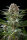 Kannabia Seed Company Pink Gelato - 3 feminisierte Samen