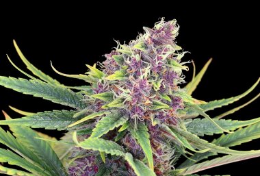 Kannabia Seed Company Purple Kush - 3 feminisierte Samen