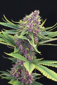 Kannabia Seed Company Purple Kush - 3 feminisierte Samen