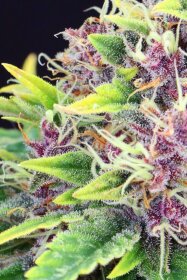 Kannabia Seed Company Purple Kush - 3 feminisierte Samen