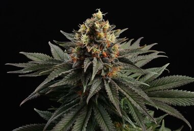 Kannabia Seed Company Sativa Dream - 3 feminisierte Samen