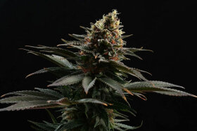 Kannabia Seed Company Sativa Dream - 3 feminisierte Samen