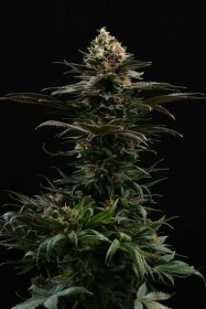 Kannabia Seed Company Sativa Dream - 3 feminisierte Samen