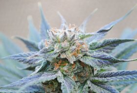 Kannabia Seed Company Skunk+ - 3 feminisierte Samen