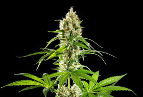 Kannabia Seed Company Sunset Sherbet - 3 feminisierte Samen