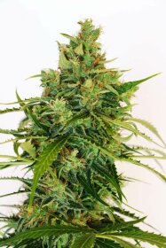 Kannabia Seed Company Super Ak - 3 feminisierte Samen