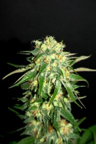 Kannabia Seed Company Super Ak - 3 feminisierte Samen