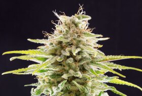 Kannabia Seed Company Super OG Kush - 3 feminisierte Samen