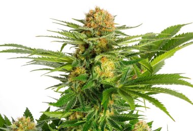 Kannabia Seed Company White Domina - 3 feminisierte Samen