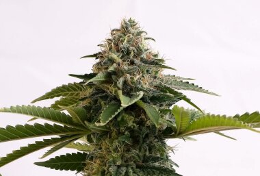 Kannabia Seed Company Amnesia Dream XL Auto - 3...