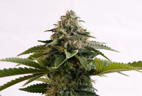 Kannabia Seed Company Amnesia Dream XL Auto - 3 autoflowring Samen