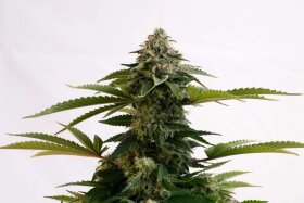 Kannabia Seed Company Amnesia Dream XL Auto - 3 autoflowring Samen