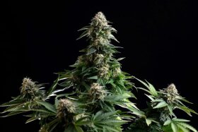 Kannabia Seed Company Amnesia Dream XL Auto - 3 autoflowring Samen