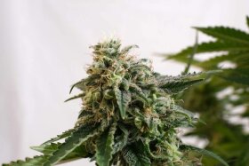 Kannabia Seed Company Amnesia Dream XL Auto - 3 autoflowring Samen