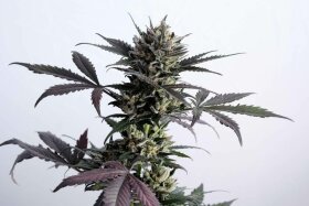 Kannabia Seed Company Lemon Haze Auto - 3 autoflowring Samen