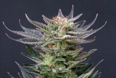 Kannabia Seed Company Purple Dream Auto - 3 autoflowring...