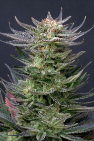 Kannabia Seed Company Purple Dream Auto - 3 autoflowring Samen