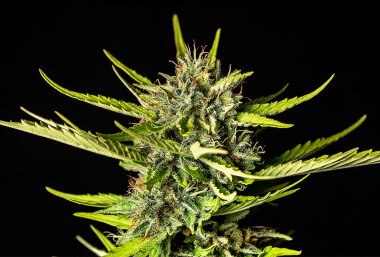 Kannabia Seed Company Strawberry Haze Auto - 3...