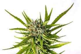 Kannabia Seed Company Strawberry Haze Auto - 3 autoflowring Samen