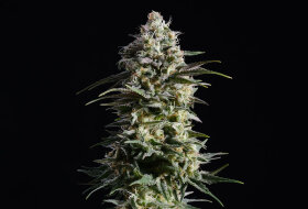 Kannabia Seed Company Pure Skunk Go Fast - 3 feminisierte Samen