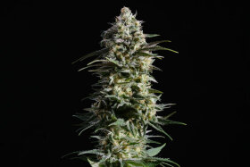 Kannabia Seed Company Pure Skunk Go Fast - 3 feminisierte Samen