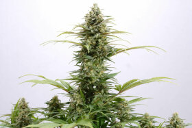 Kannabia Seed Company Pure Skunk Go Fast - 3 feminisierte Samen