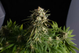 Kannabia Seed Company Pure Skunk Go Fast - 3 feminisierte Samen