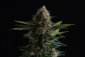 Kannabia Seed Company Candy Cream Go Fast - 3 feminisierte Samen