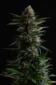 Kannabia Seed Company Candy Cream Go Fast - 3 feminisierte Samen