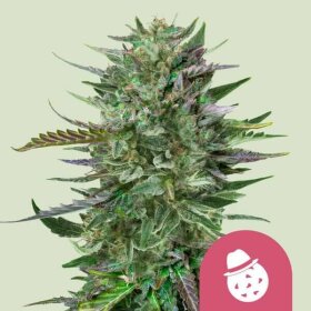 Royal Queen Seeds Do-Si-Dos - 3 feminisierte Samen