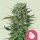 Royal Queen Seeds Wedding Cake - 3 feminized seeds