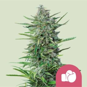 Royal Queen Seeds Purple Punch - 3 feminisierte Samen