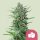 Royal Queen Seeds Wedding Cake - 3 feminized seeds