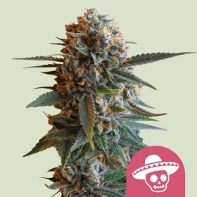 Royal Queen Seeds Mexican Rush - 3 feminisierte Samen