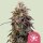 Royal Queen Seeds Wedding Cake - 3 feminized seeds