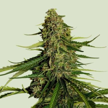 Royal Queen Seeds Titan F1 AUTO - 3 automated seeds