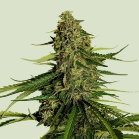 Royal Queen Seeds Gaia F1 AUTO - 3 automatisierte Samen