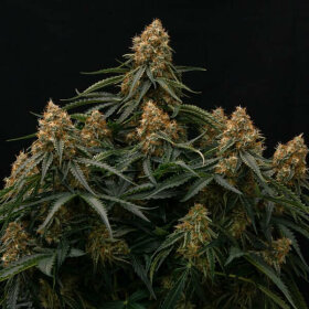 Royal Queen Seeds Titan F1 AUTO - 3 automated seeds