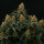 Royal Queen Seeds Titan F1 AUTO - 3 automated seeds