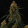 Royal Queen Seeds Titan F1 AUTO - 3 automated seeds