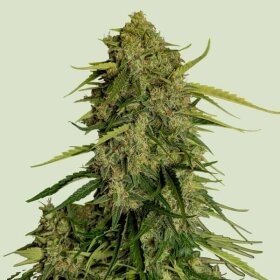 Royal Queen Seeds Atlas F1 AUTO - 3 automatisierte Samen