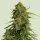 Royal Queen Seeds Titan F1 AUTO - 3 automated seeds